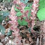 Orobanche rapum-genistae Hábito