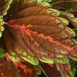 Coleus scutellarioides Leht