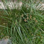 Cyperus longus Habit