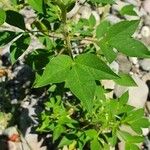 Cleome dodecandra Leaf