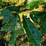 Quercus falcata Leaf