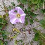 Calystegia soldanella Flor