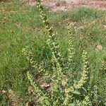 Rumex dentatus Leaf