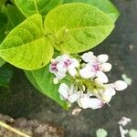 Pseuderanthemum carruthersii Lehti