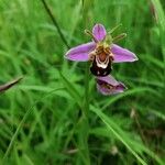 Ophrys apifera पत्ता