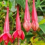 Fuchsia triphylla Květ