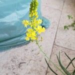 Bulbine frutescensപുഷ്പം