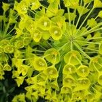 Euphorbia seguieriana 花