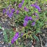 Vicia eriocarpa Blodyn