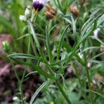 Gilia tricolor List