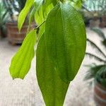 Cinnamomum burmanni 葉