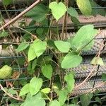 Dalechampia aristolochiifolia Leaf