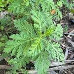 Argyranthemum broussonetii Deilen