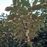 Elaeagnus macrophylla Habit