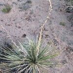 Yucca angustissima Fleur