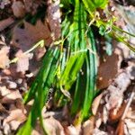 Carex plantaginea Flor