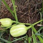 Cucurbita moschataFruit