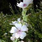 Althaea officinalis Цветок