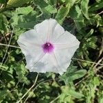 Ipomoea mombassana Flower