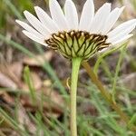 Leucanthemum graminifolium Flor