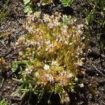 Sagina procumbens Λουλούδι