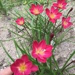 Zephyranthes roseaFlower