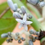 Psychotria poissoniana फूल