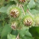 Arctium lappaVrucht