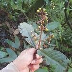 Ardisia compressa Fruit
