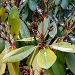 Rhododendron maximum ഫലം