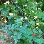 Lactuca muralis Blad