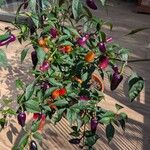 Capsicum annuumFroito