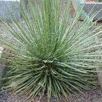 Yucca angustissima Leaf