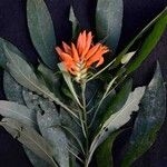 Aphelandra chamissoniana Flower