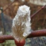 Salix caprea Flors