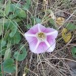 Calystegia soldanella Flower