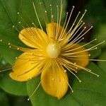 Hypericum × inodorum Flower