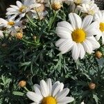 Argyranthemum frutescens葉