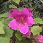 Asarina erubescens Flower