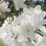 Rhododendron simsii花