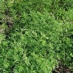 Artemisia abrotanum Habit