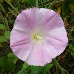Calystegia purpurata फूल