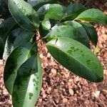 Ligustrum lucidum List