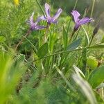 Vinca herbacea Habitus