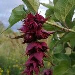 Leycesteria formosa Vaisius