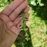 Artemisia verlotiorum পাতা