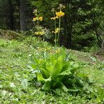 Primula chungensis Blomst