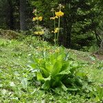 Primula chungensis Flower
