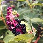 Phytolacca acinosa Fruit