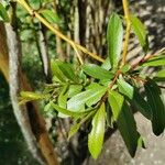 Salix triandra Liść